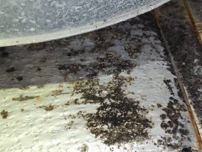 Residential Mold Remediation