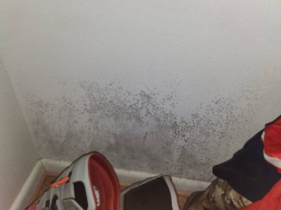 Mold on Wall Hallway