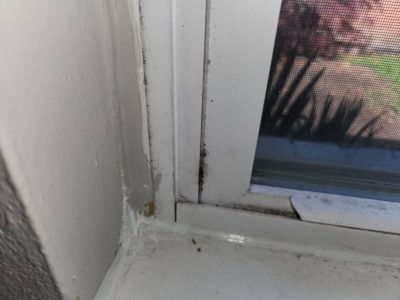 Mold on Window Seal